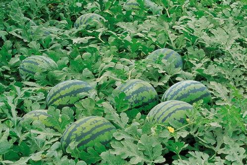 武都网红吃瓜群微信号是什么,武都网红吃瓜群微信号背后的神秘世界